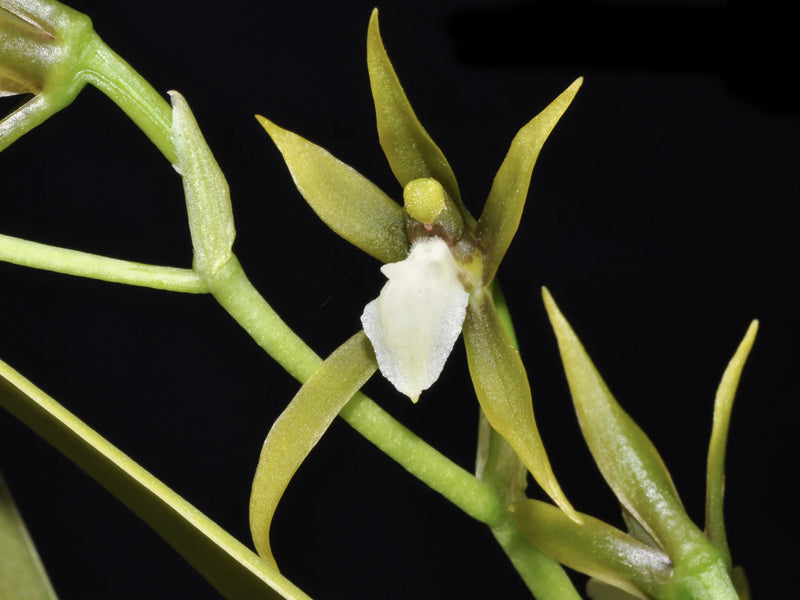 Brassia euodes white lip