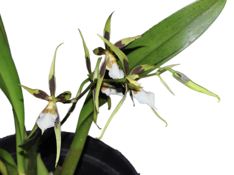 Brassidium John Dunkelberger (2008)