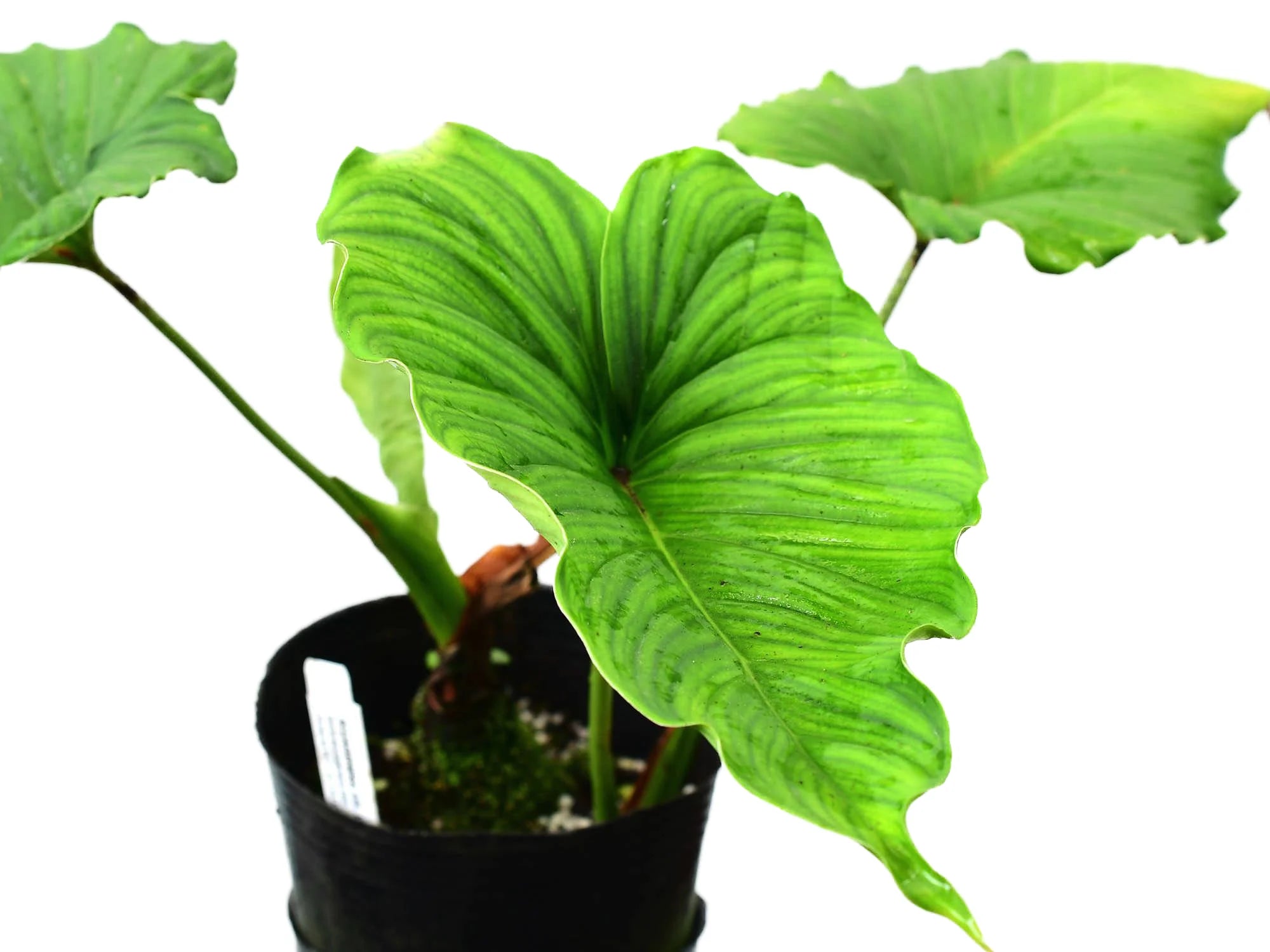 philodendron peltatum Adelonema peltatum — Ecuagenera Orquídeas del Ecuador