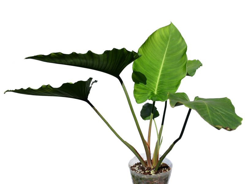 Adelonema picturatum