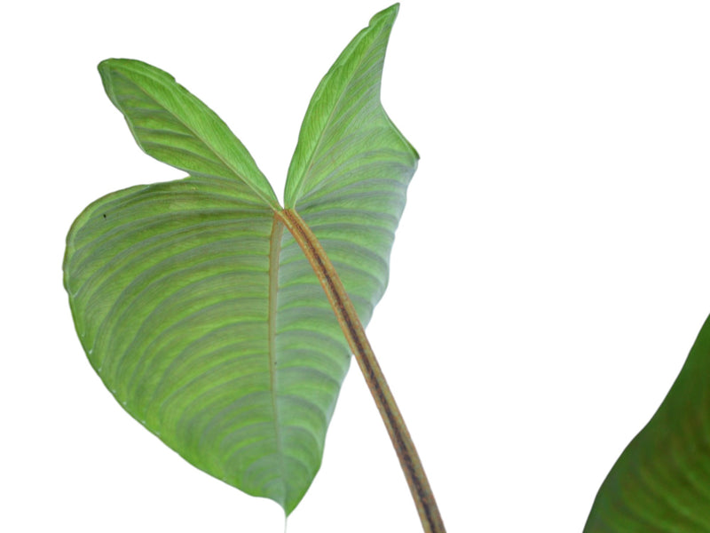 Adelonema picturatum 'Ecuagenera'