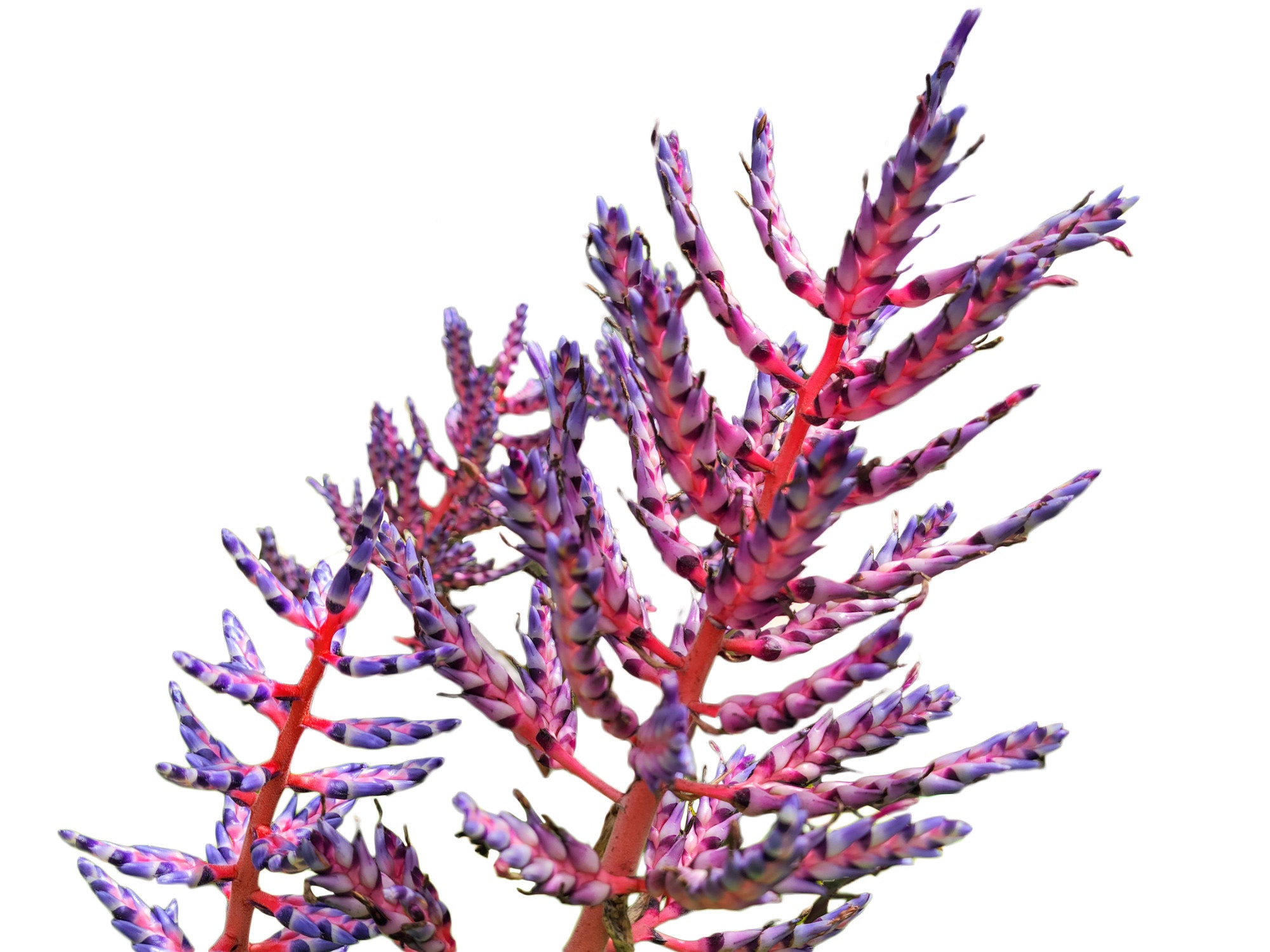 Aechmea Blue Tango