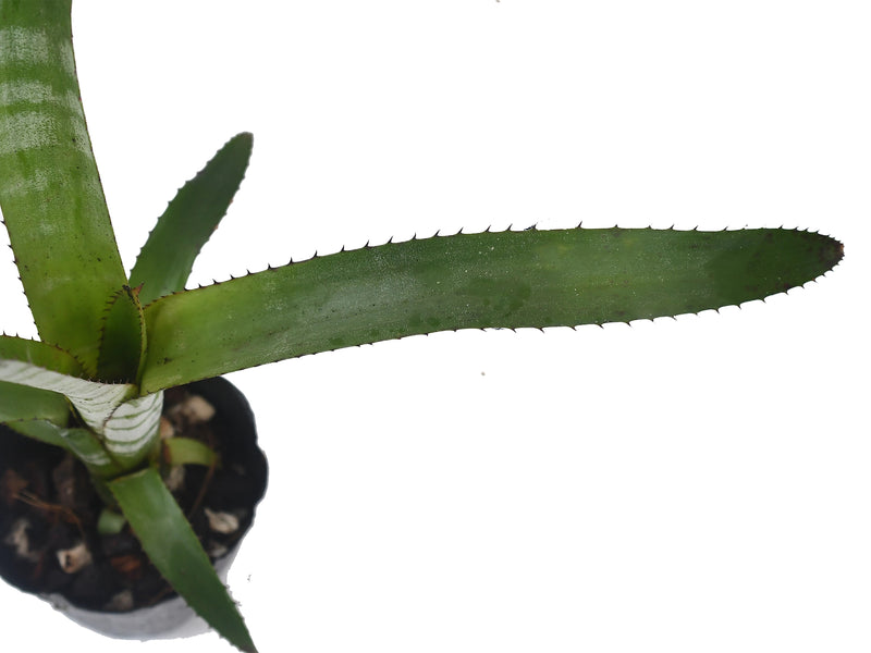 Aechmea drakeana 1
