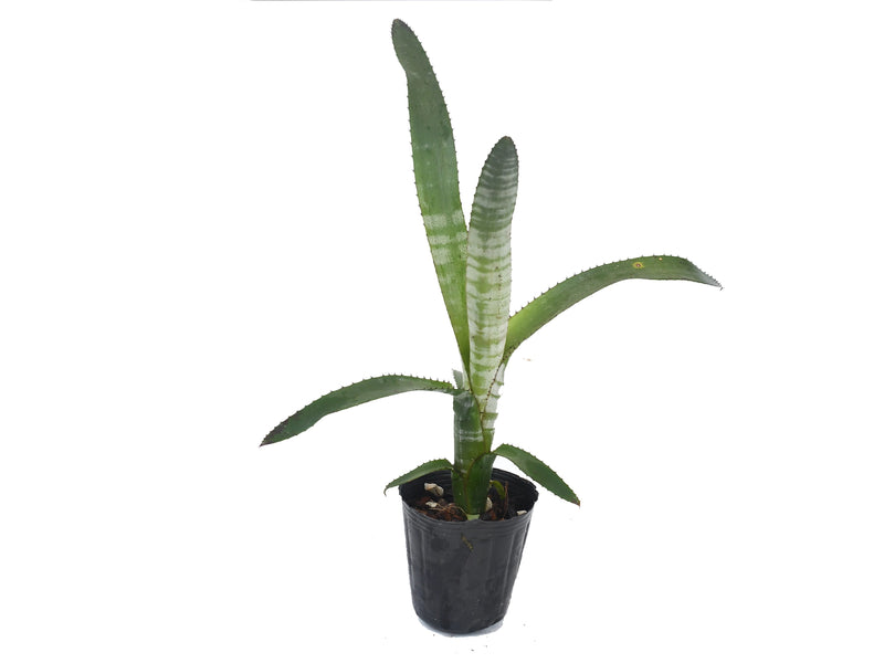Aechmea drakeana 1