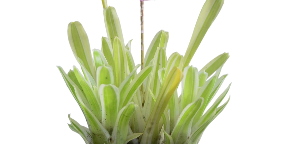 Aechmea gamosepala Lucky stripe — Ecuagenera Orquídeas del Ecuador