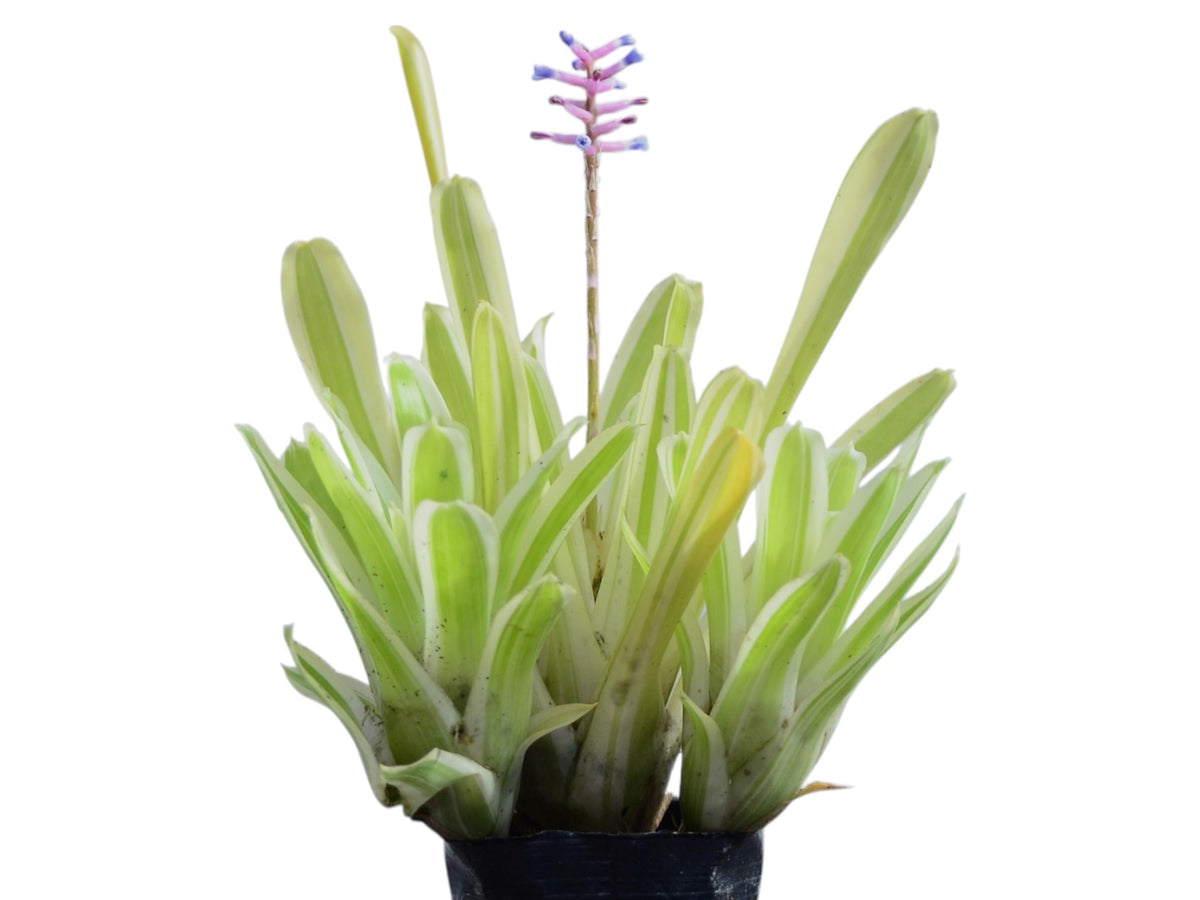 Aechmea Trianguralis 子株付き Aechmea_gamosepala_Lucky_Strip