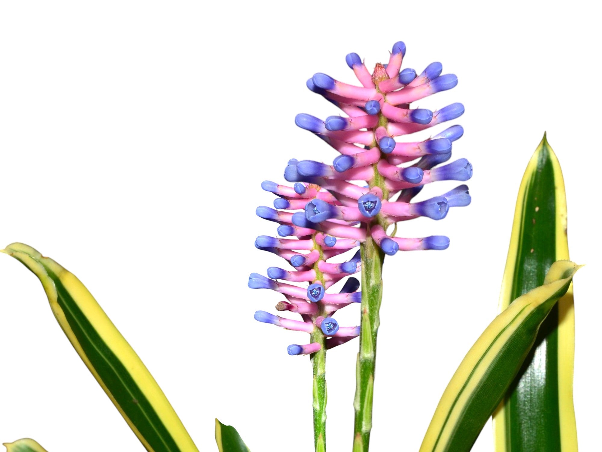 Aechmea gamosepala Lucky stripe — Ecuagenera Orquídeas del Ecuador