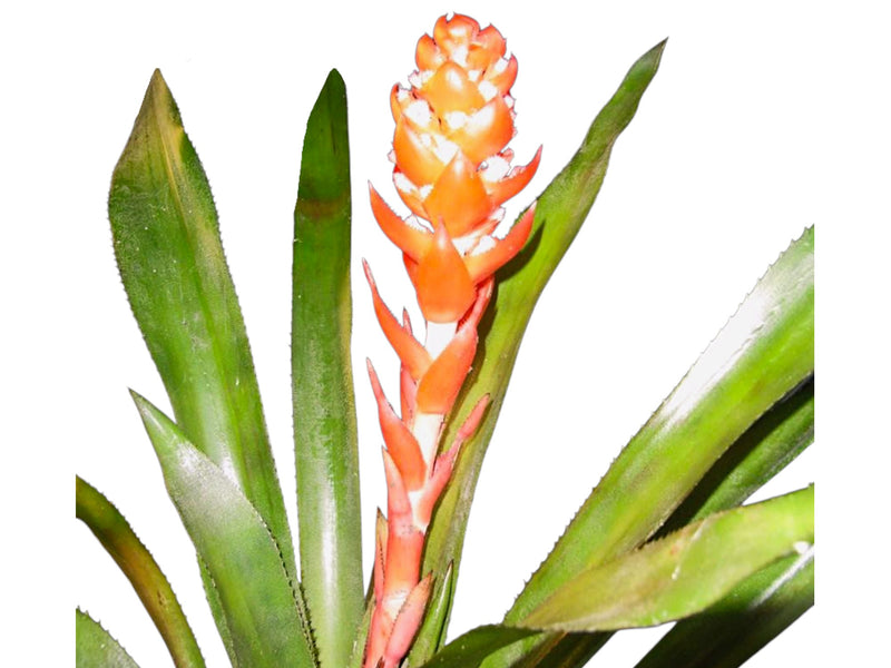 Aechmea hoppii