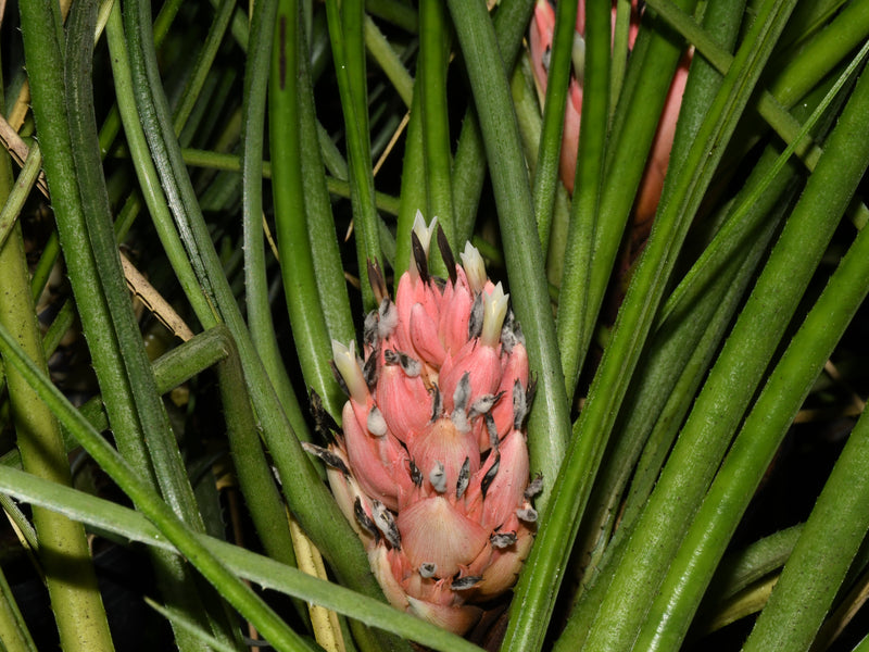 Aechmea longifolia