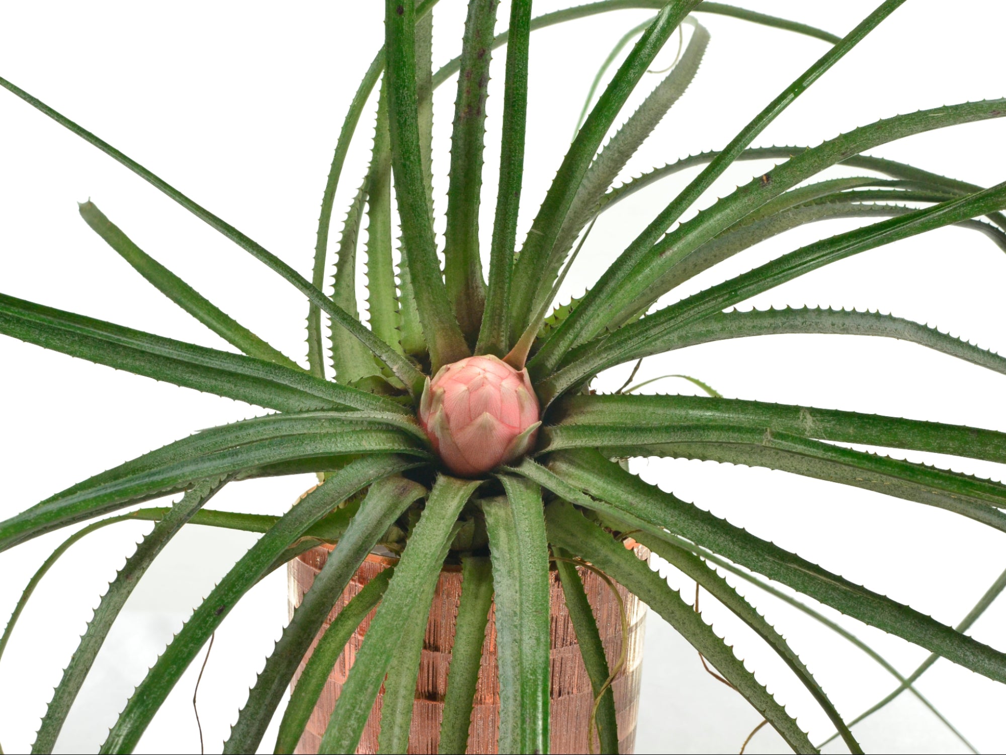 Aechmea longifolia