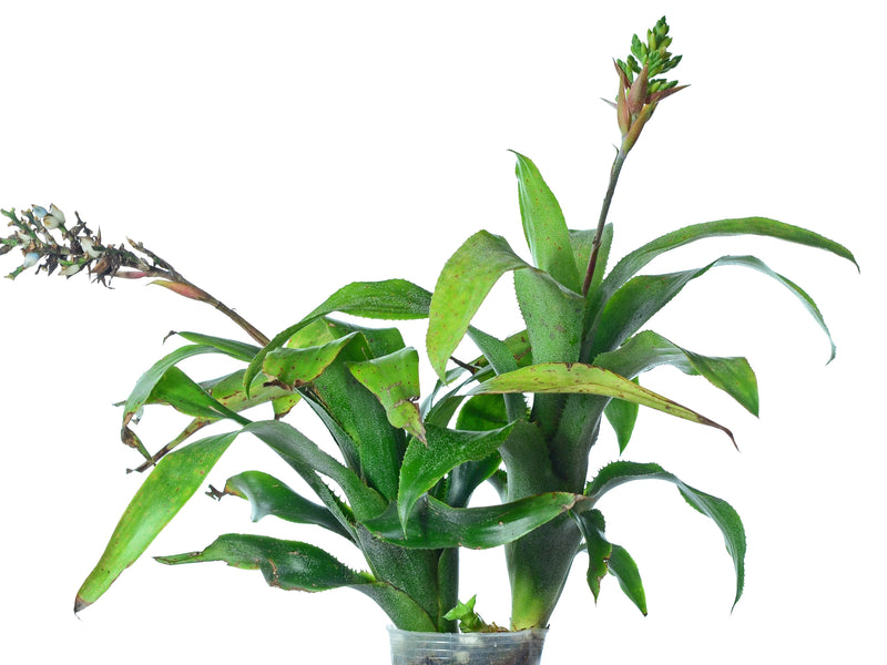 Aechmea mertensii