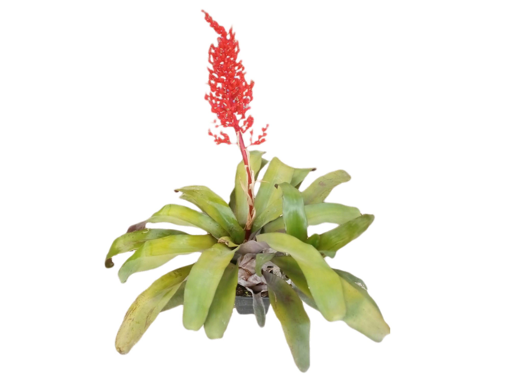 Aechmea miniata — Ecuagenera Orquídeas del Ecuador