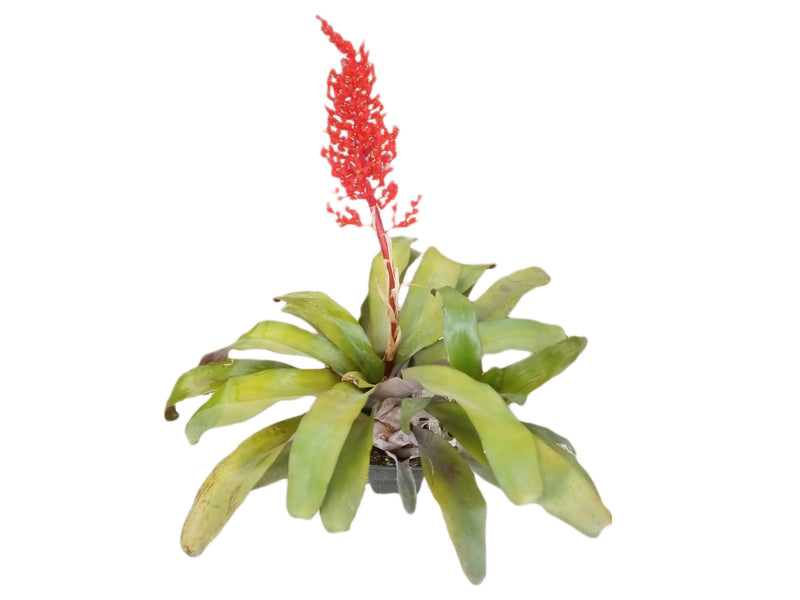 Aechmea miniata