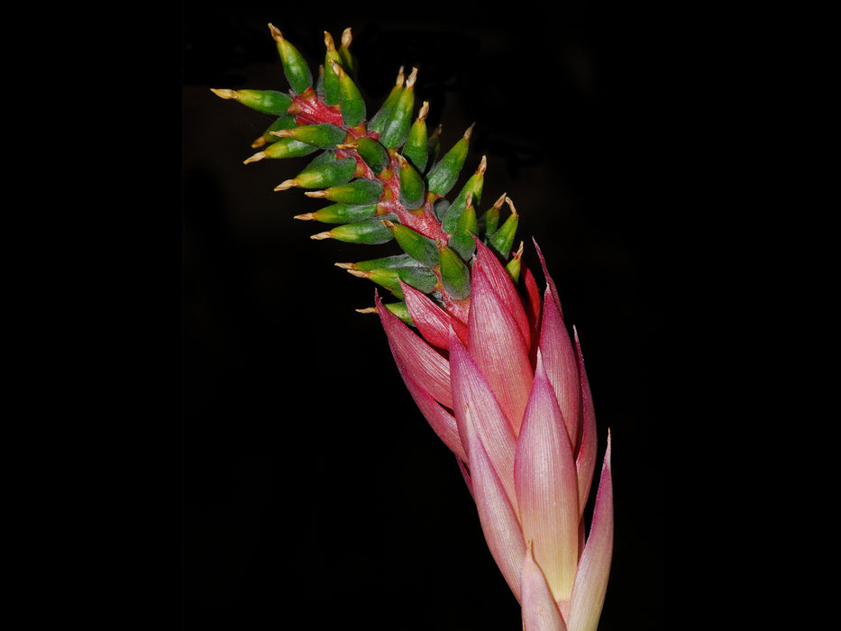 Aechmea nudicaulis