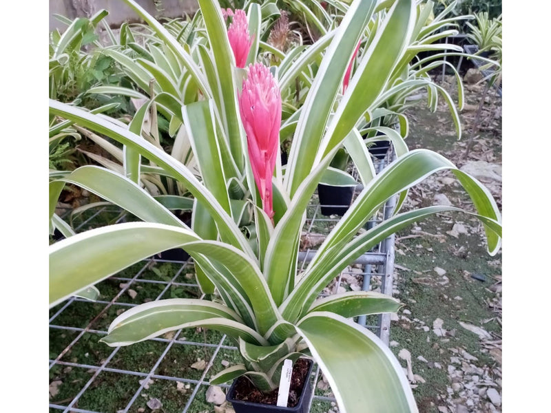 Aechmea nudicaulis variegada