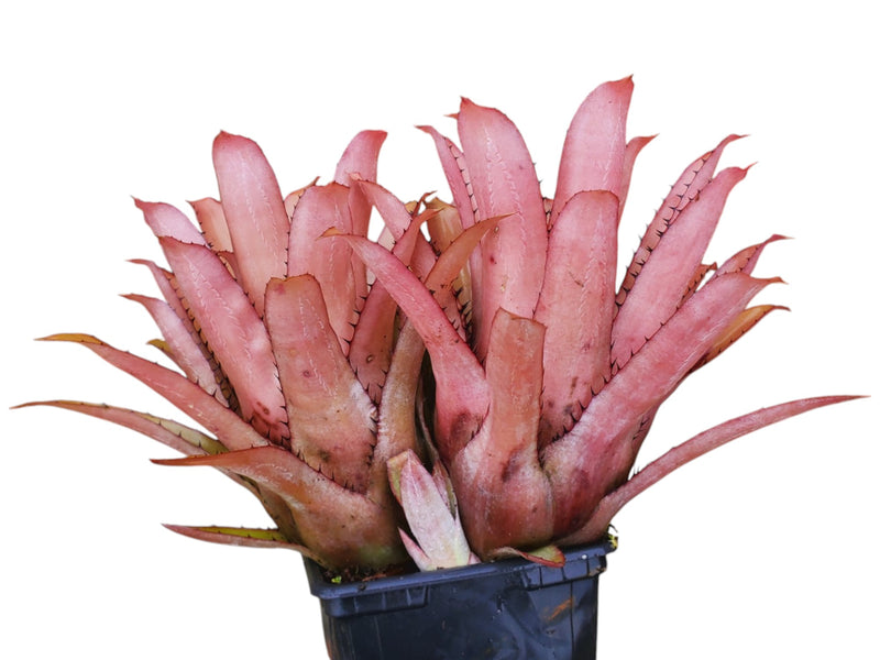 Aechmea pineliana var. pineliana