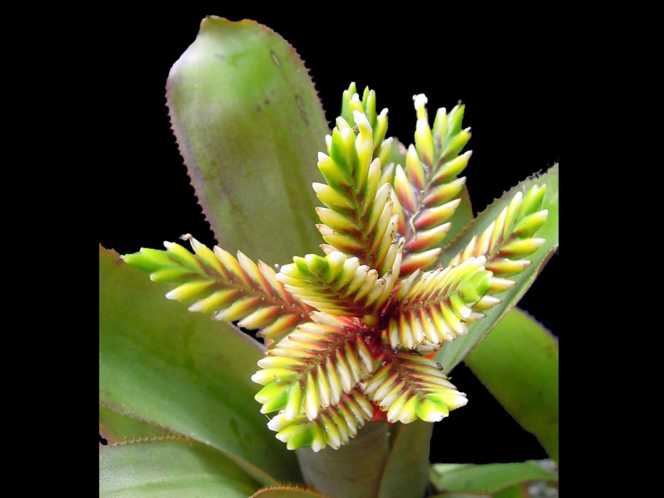 Aechmea retusa