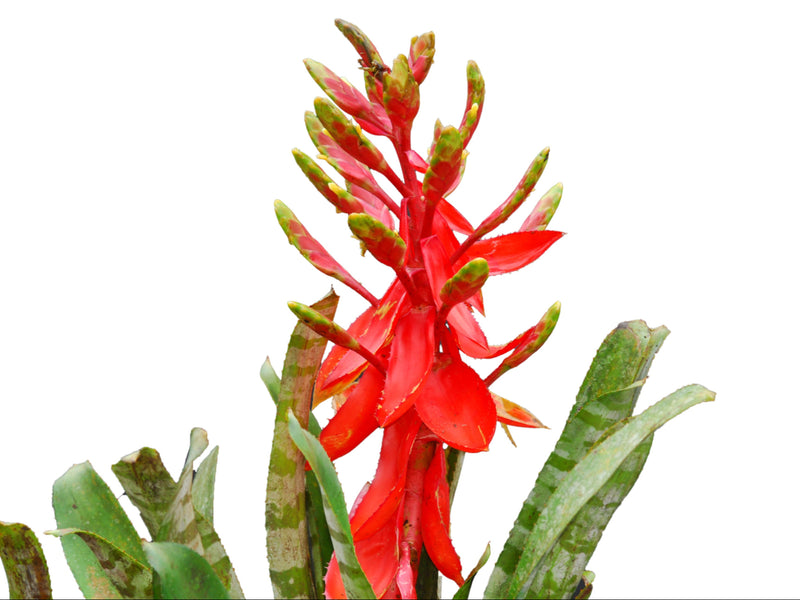 Aechmea zebrina