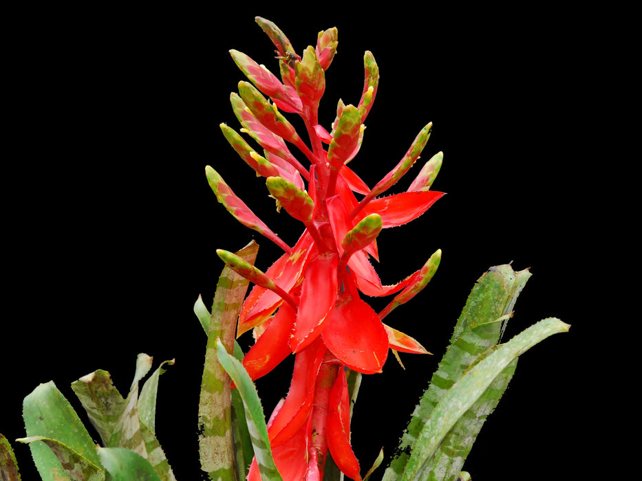 Aechmea zebrina