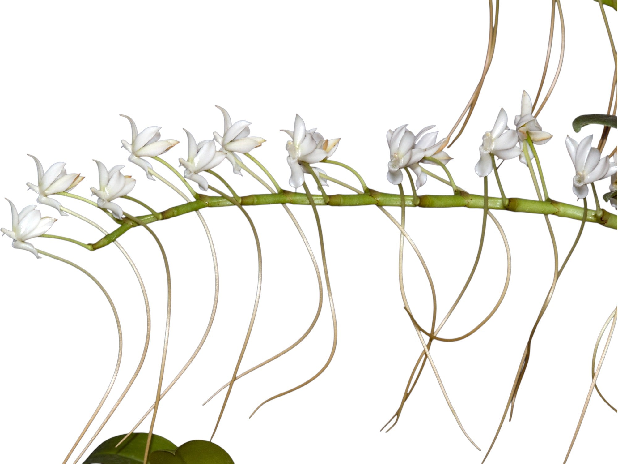 Aerangis ellisii
