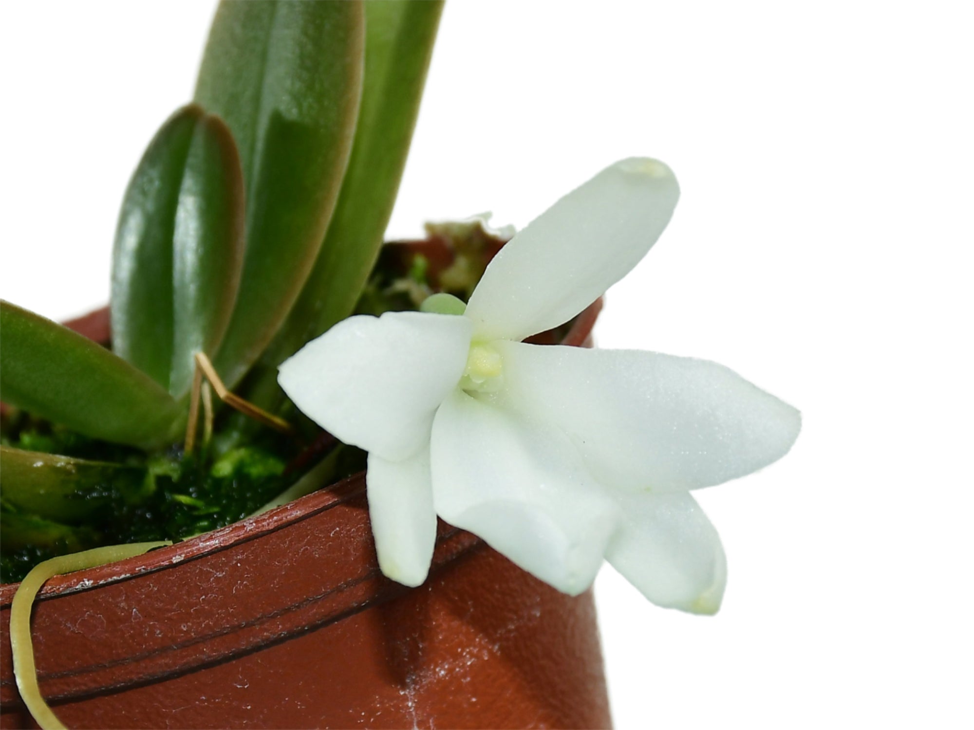 Aerangis fastuosa