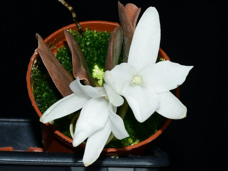 Aerangis fastuosa