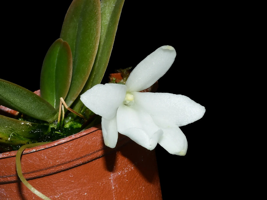 Aerangis fastuosa