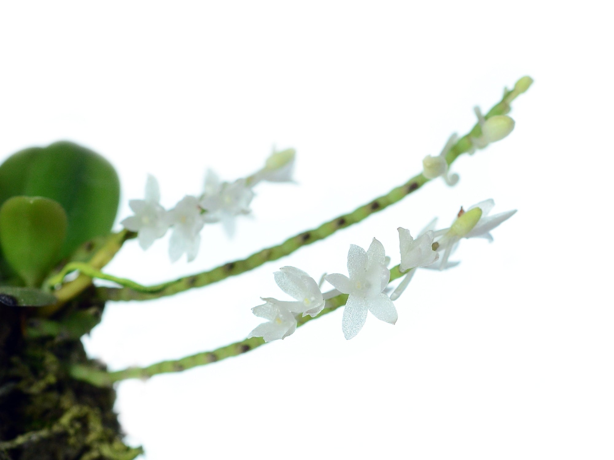 Aerangis hyaloides