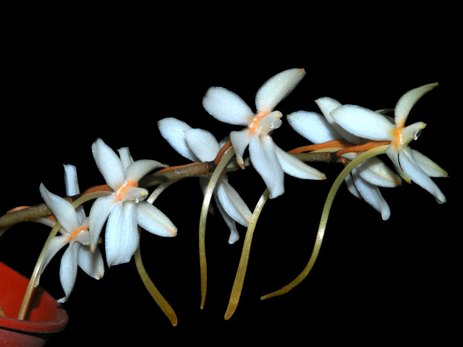 Aerangis mooreana