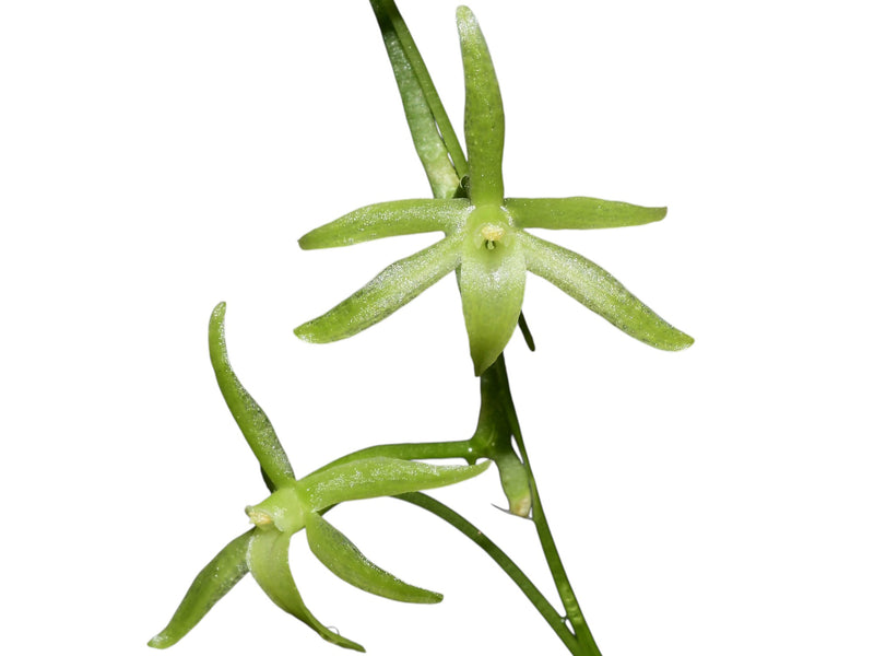 Aerangis pallidiflora