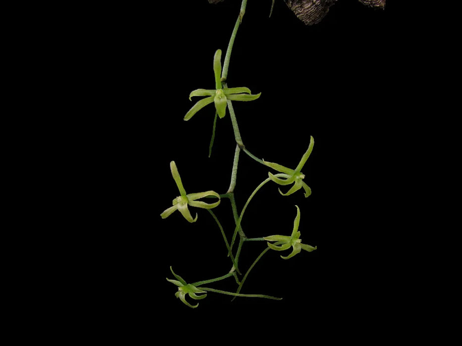 Aerangis pallidiflora