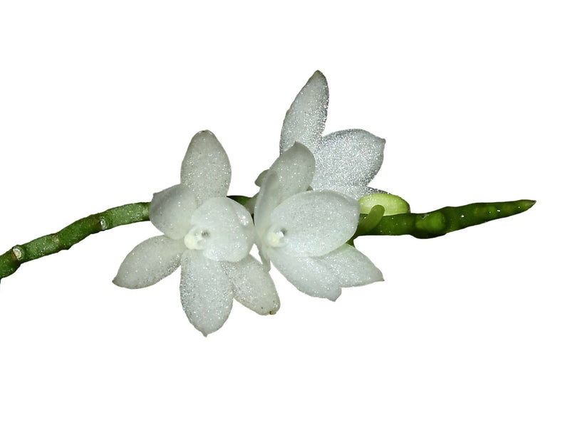Aerangis pumilio