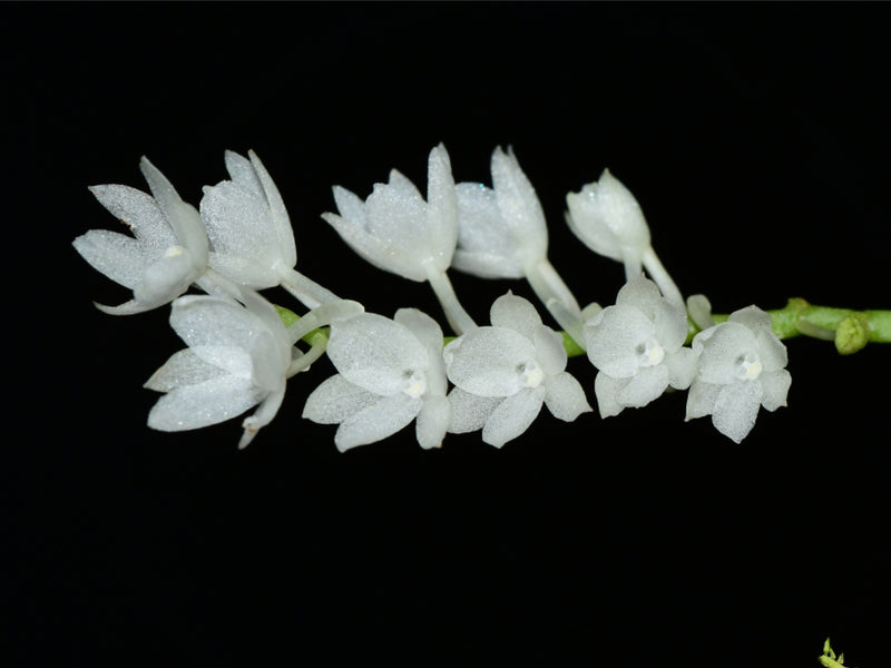 Aerangis pumilio