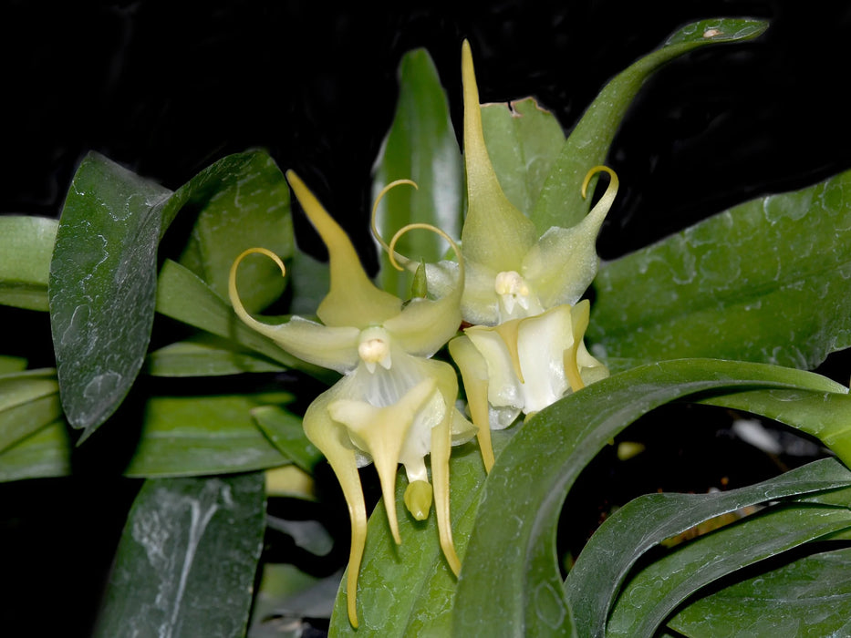 Aeranthes ramosa