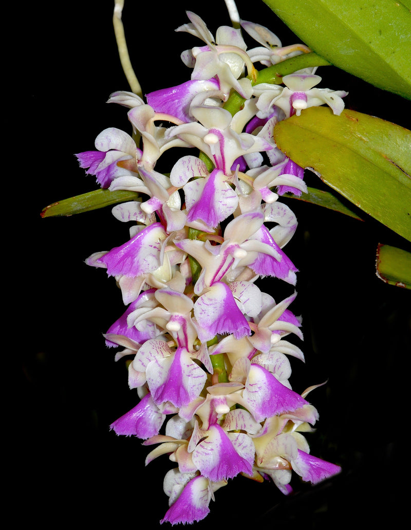 Aerides houlletiana