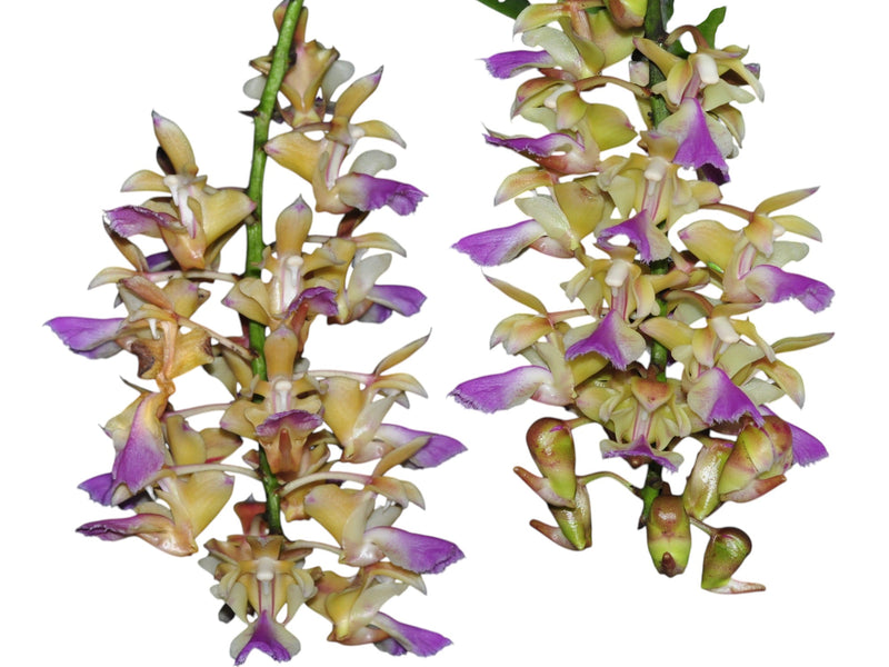 Aerides houlletiana