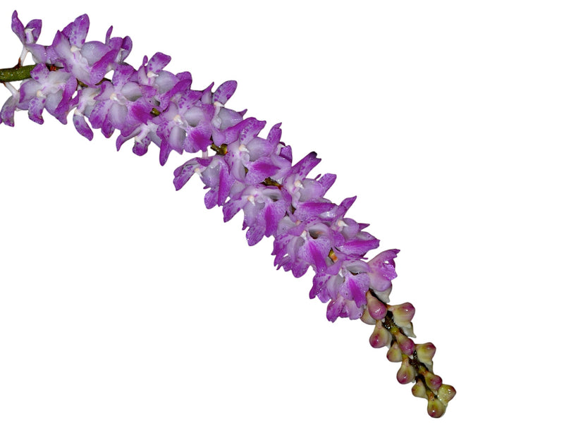 Aerides multiflora