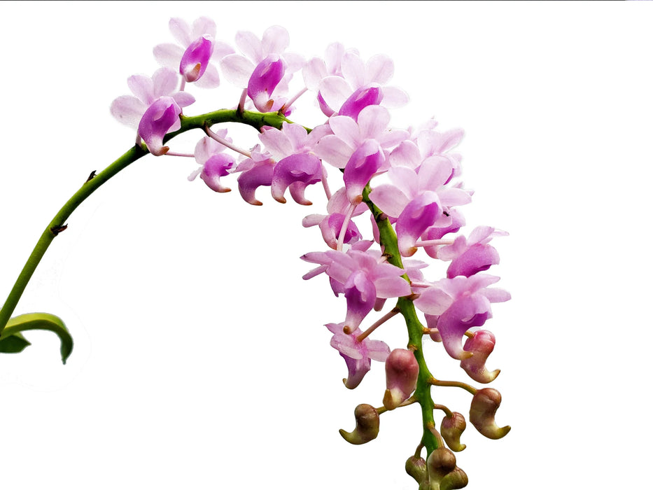 Aerides quinquevulnera