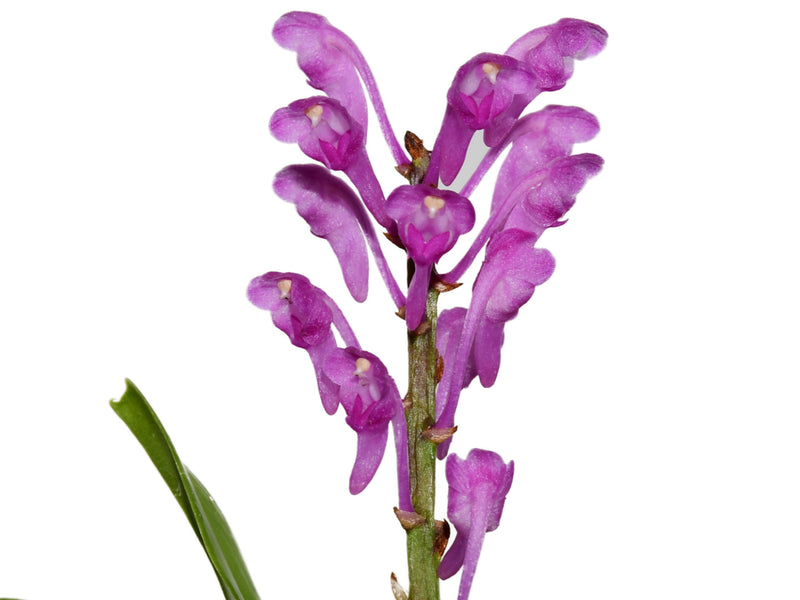 Aerides rubescens