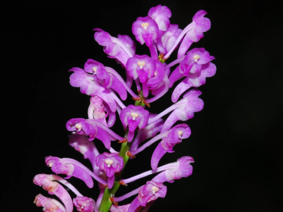 Aerides rubescens