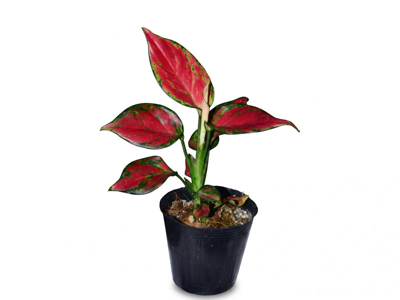Aglaonema Fugui Red