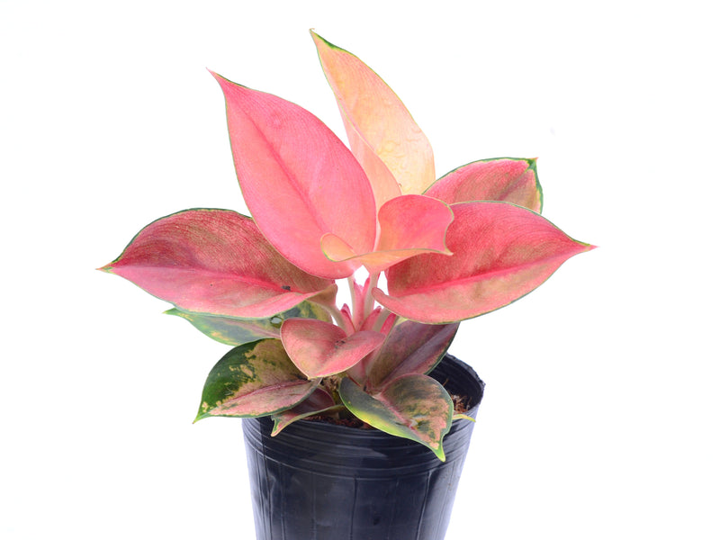 Aglaonema Imperial Red
