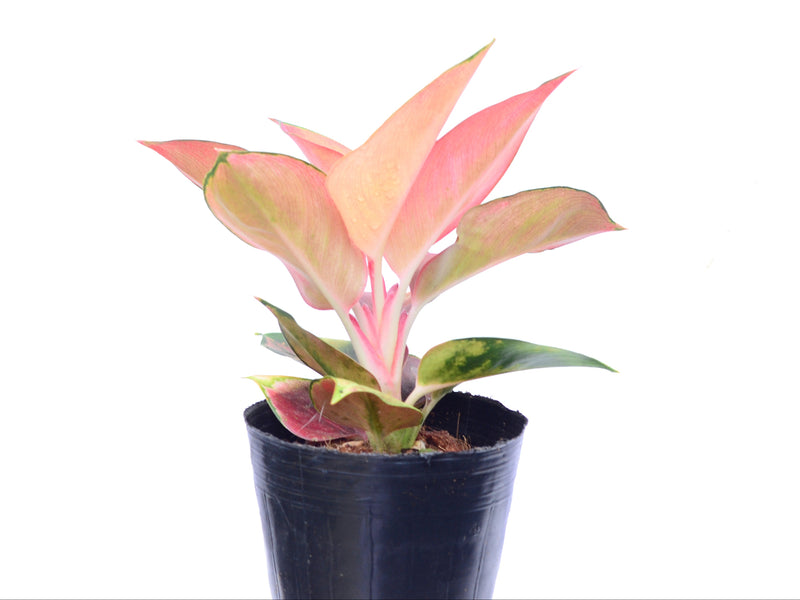 Aglaonema Imperial Red