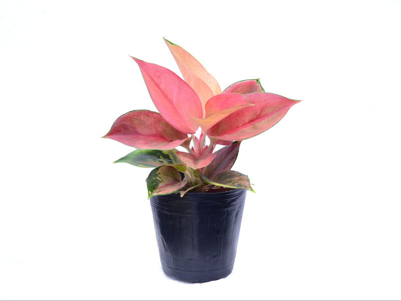 Aglaonema Imperial Red