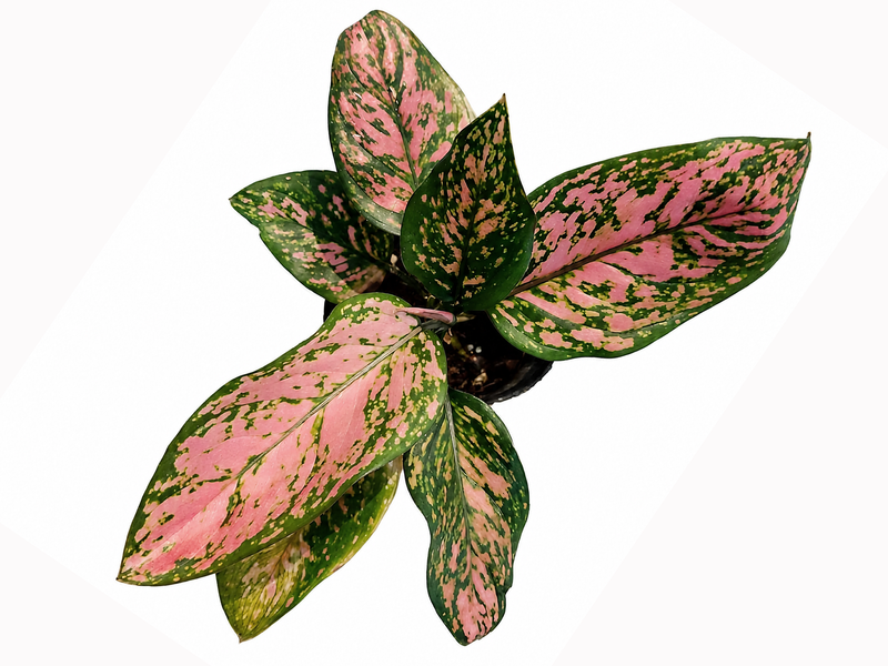 Aglaonema Lady Valentine red