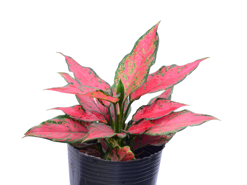 Aglaonema Red Angel
