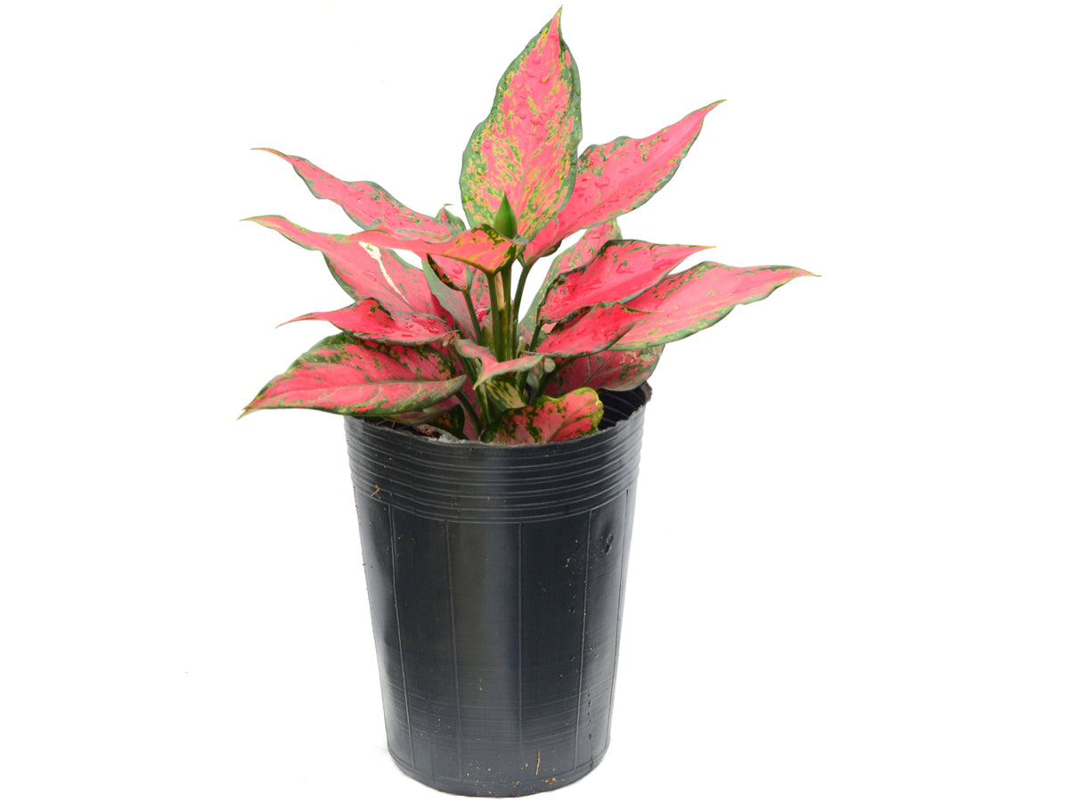 Aglaonema Red Angel