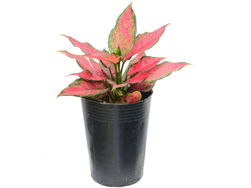 Aglaonema Red Angel