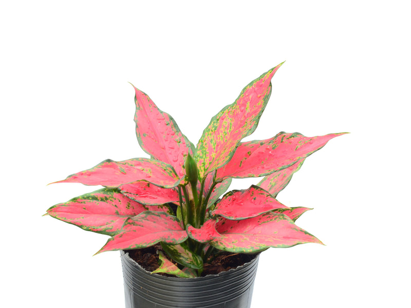 Aglaonema Red Angel