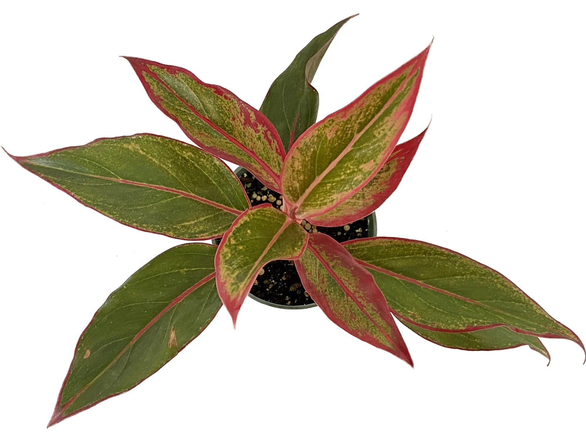 aglaonema siam aurora Aglaonema Siam Aurora — Ecuagenera Orquídeas del Ecuador
